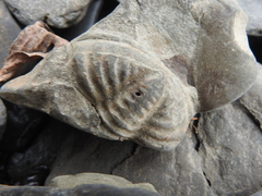 Eldredgeops rana