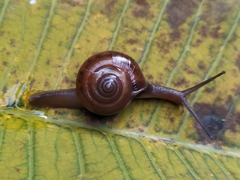 Macrochlamys kelantanensis