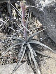 Tillandsia purpurea