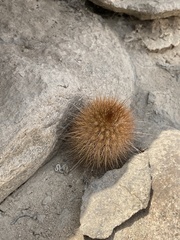 Haageocereus versicolor