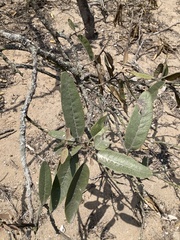 Colicodendron scabridum