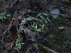 Rhinotropis californica