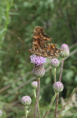 Polygonia c-album