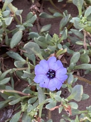 Nolana humifusa