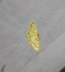 Periclina