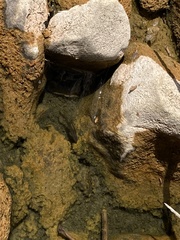 Lebiasina bimaculata