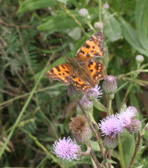 Polygonia c-album