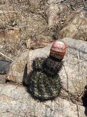Melocactus peruvianus