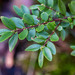 Oregon Boxwood - Photo (c) John Martin, some rights reserved (CC BY-NC-ND), uploaded by John Martin