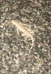 Callisaurus draconoides ventralis