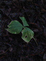 Trillium ovatum