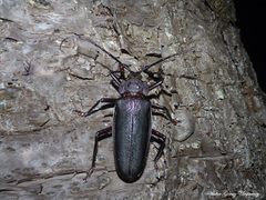 Ctenoscelis acanthopus