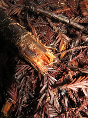 Phanerochaete sanguinea