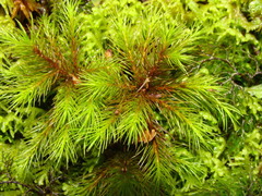 Dendroligotrichum tongariroense