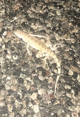 Callisaurus draconoides ventralis