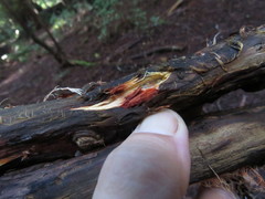 Phanerochaete sanguinea