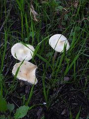 Leratiomyces percevalii