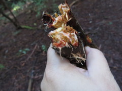Phanerochaete sanguinea
