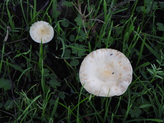 Leratiomyces percevalii