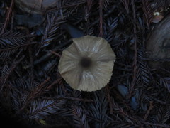 Entoloma diversum