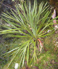 Aciphylla horrida
