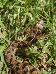Thamnophis sumichrasti