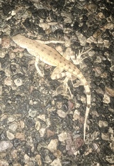 Callisaurus draconoides ventralis