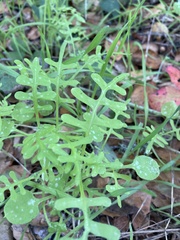 Pholistoma membranaceum