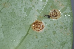Puccinia coprosmae