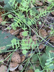 Pholistoma membranaceum