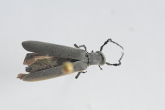 Epicauta curvicornis