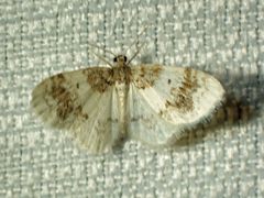 Hydrelia condensata