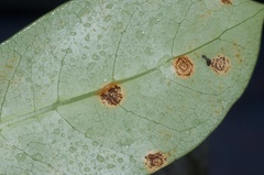 Puccinia coprosmae