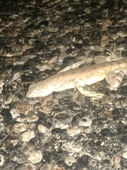 Callisaurus draconoides ventralis