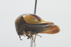 Hyphinoe camelus