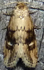 Acrapex relicta