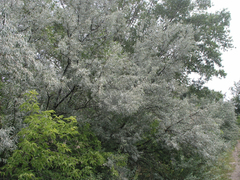 Elaeagnus angustifolia