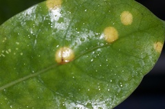 Puccinia coprosmae