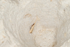 Lecithocera aulicousta