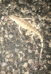 Callisaurus draconoides ventralis