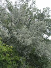 Elaeagnus angustifolia