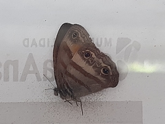 Cissia pseudoconfusa