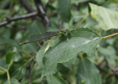 Erythromma viridulum