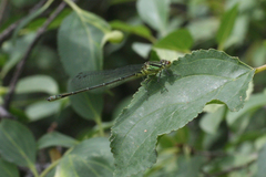 Erythromma viridulum