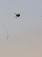Araneae