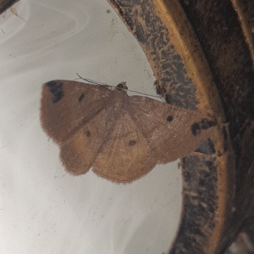 Parilexia nigristicta