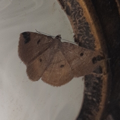 Parilexia nigristicta