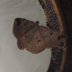 Parilexia nigristicta