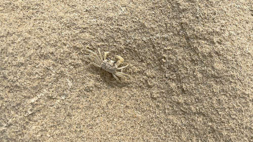photo of Smooth-handed Ghost Crab (Ocypode cordimana)