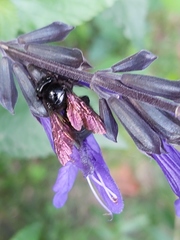 Xylocopa